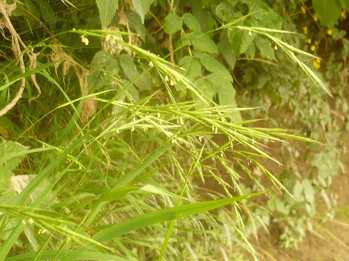 Brachypodium sylvaticum (Poaceae)